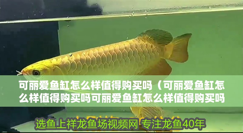 可麗愛魚缸怎么樣值得購買嗎（可麗愛魚缸怎么樣值得購買嗎可麗愛魚缸怎么樣值得購買嗎）