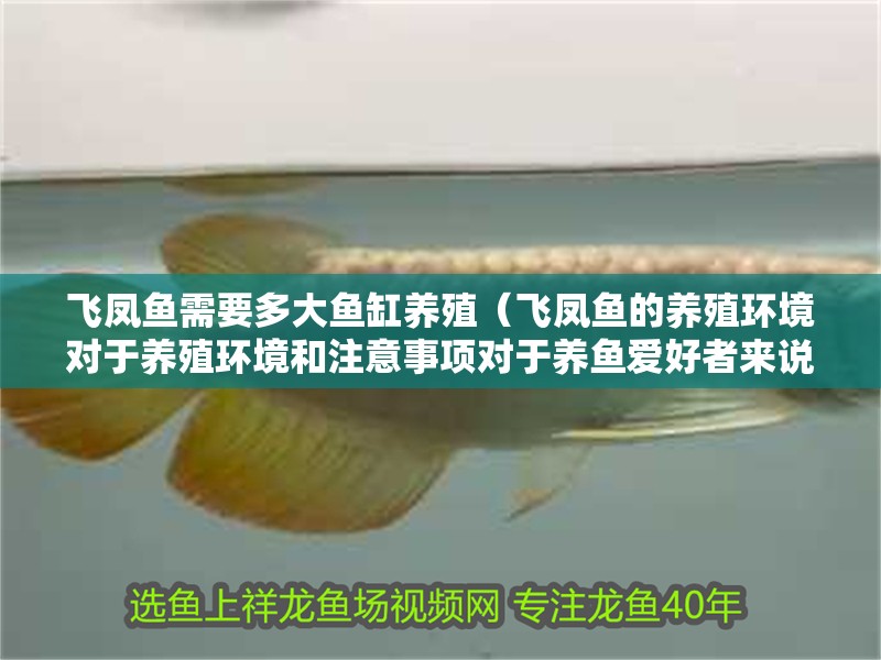飛鳳魚(yú)需要多大魚(yú)缸養(yǎng)殖（飛鳳魚(yú)的養(yǎng)殖環(huán)境對(duì)于養(yǎng)殖環(huán)境和注意事項(xiàng)對(duì)于養(yǎng)魚(yú)愛(ài)好者來(lái)說(shuō)）