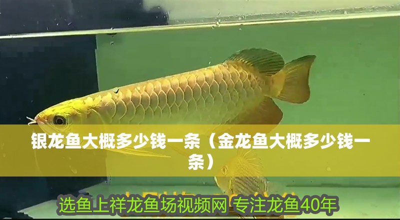 銀龍魚大概多少錢一條（金龍魚大概多少錢一條）