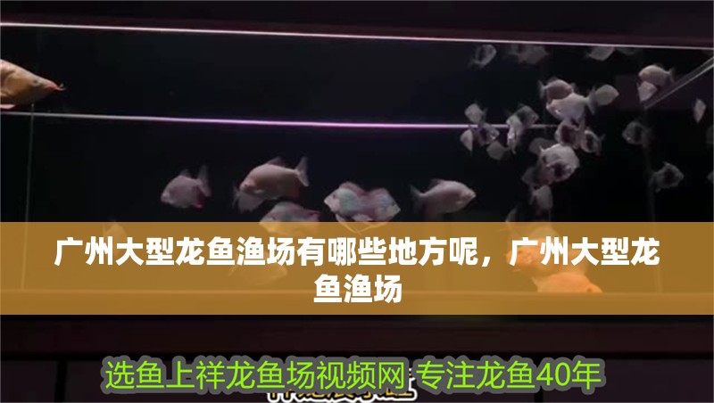 廣州大型龍魚漁場(chǎng)有哪些地方呢，廣州大型龍魚漁場(chǎng) 廣州大型龍魚漁場(chǎng)有哪些地方呢，廣州大型龍魚漁場(chǎng) 龍魚百科