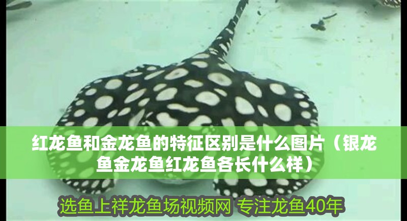 紅龍魚和金龍魚的特征區別是什么圖片（銀龍魚金龍魚紅龍魚各長什么樣） 紅龍魚和金龍魚的特征區別是什么圖片（銀龍魚金龍魚紅龍魚各長什么樣） 銀龍魚百科