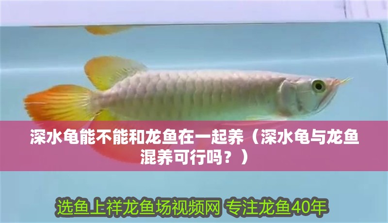 深水龜能不能和龍魚在一起養（深水龜與龍魚混養可行嗎？） 深水龜能不能和龍魚在一起養（深水龜與龍魚混養可行嗎？） 龍魚百科