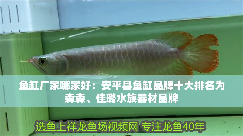 魚缸廠家哪家好：安平縣魚缸品牌十大排名為森森、佳璐水族器材品牌