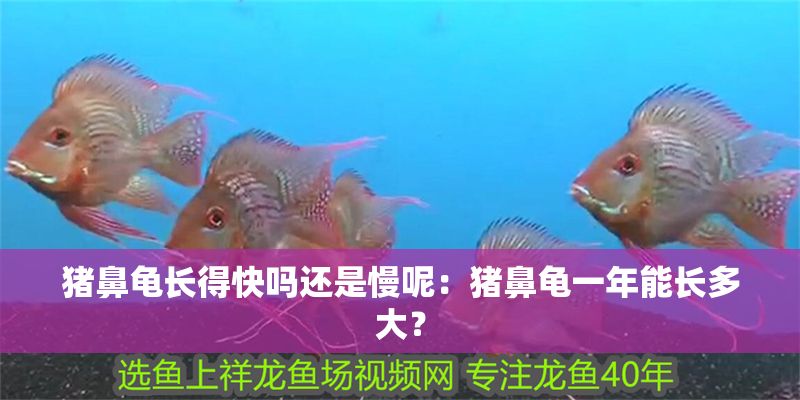 豬鼻龜長得快嗎還是慢呢:豬鼻龜一年能長多大? 豬鼻龜百科 第1張 豬鼻龜長得快嗎還是慢呢:豬鼻龜一年能長多大? 豬鼻龜長得快嗎還是慢呢:豬鼻龜一年能長多大? 豬鼻龜百科 第1張