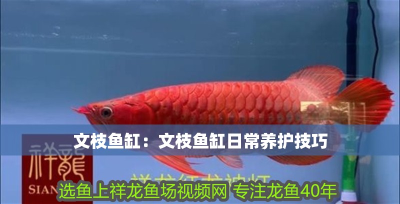 文枝魚缸：文枝魚缸日常養護技巧 文枝魚缸：文枝魚缸日常養護技巧 魚缸百科