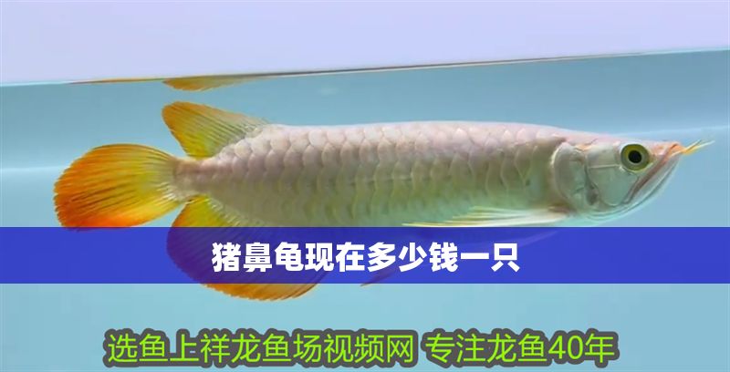 豬鼻龜現(xiàn)在多少錢一只