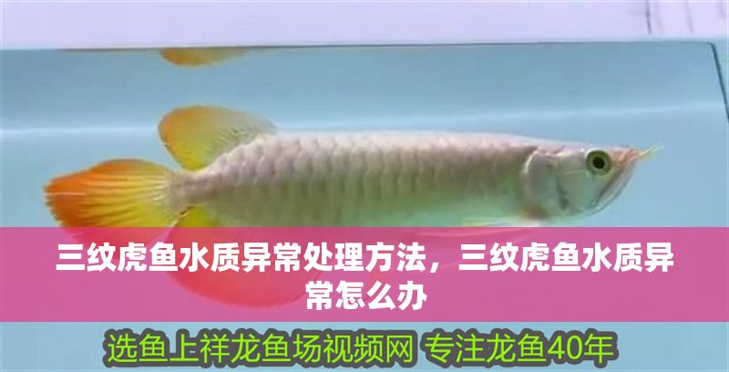 三紋虎魚水質異常處理方法，三紋虎魚水質異常怎么辦 三紋虎魚水質異常處理方法，三紋虎魚水質異常怎么辦 虎魚百科 第1張