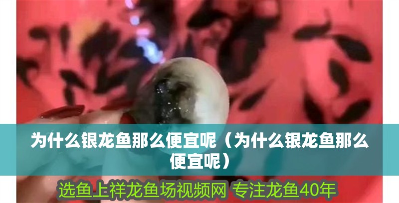 為什么銀龍魚那么便宜呢（為什么銀龍魚那么便宜呢） 為什么銀龍魚那么便宜呢（為什么銀龍魚那么便宜呢） 銀龍魚百科