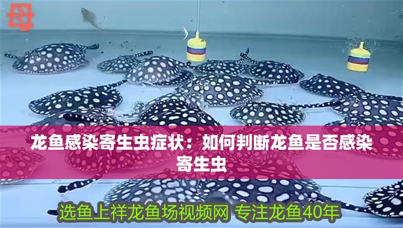 龍魚感染寄生蟲癥狀：如何判斷龍魚是否感染寄生蟲