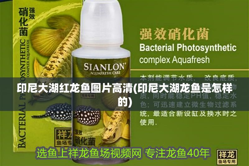 印尼大湖紅龍魚圖片高清(印尼大湖龍魚是怎樣的) 印尼大湖紅龍魚圖片高清(印尼大湖龍魚是怎樣的) 大湖紅龍魚百科 第1張