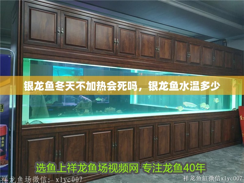 銀龍魚冬天不加熱會死嗎，銀龍魚水溫多少 銀龍魚冬天不加熱會死嗎，銀龍魚水溫多少 銀龍魚百科