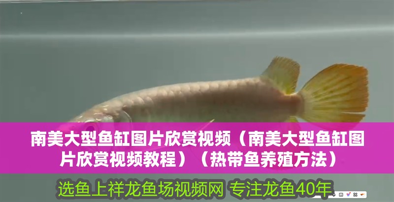 南美大型魚缸圖片欣賞視頻（南美大型魚缸圖片欣賞視頻教程）（熱帶魚養殖方法）