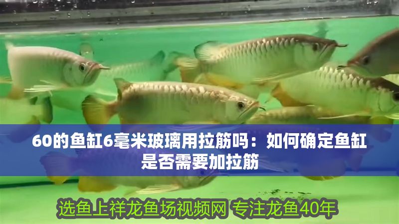 60的魚缸6毫米玻璃用拉筋嗎：如何確定魚缸是否需要加拉筋
