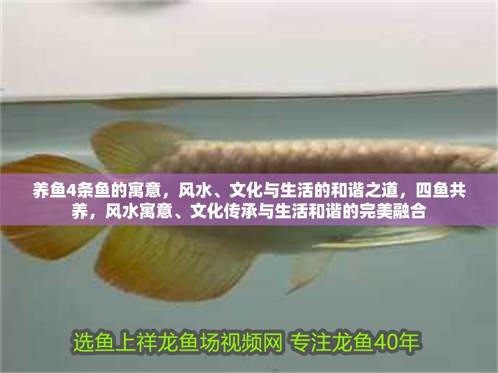 養(yǎng)魚4條魚的寓意，風水、文化與生活的和諧之道，四魚共養(yǎng)，風水寓意、文化傳承與生活和諧的完美融合