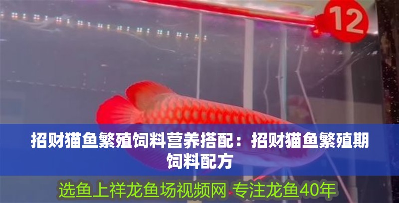 招財貓魚繁殖飼料營養搭配：招財貓魚繁殖期飼料配方