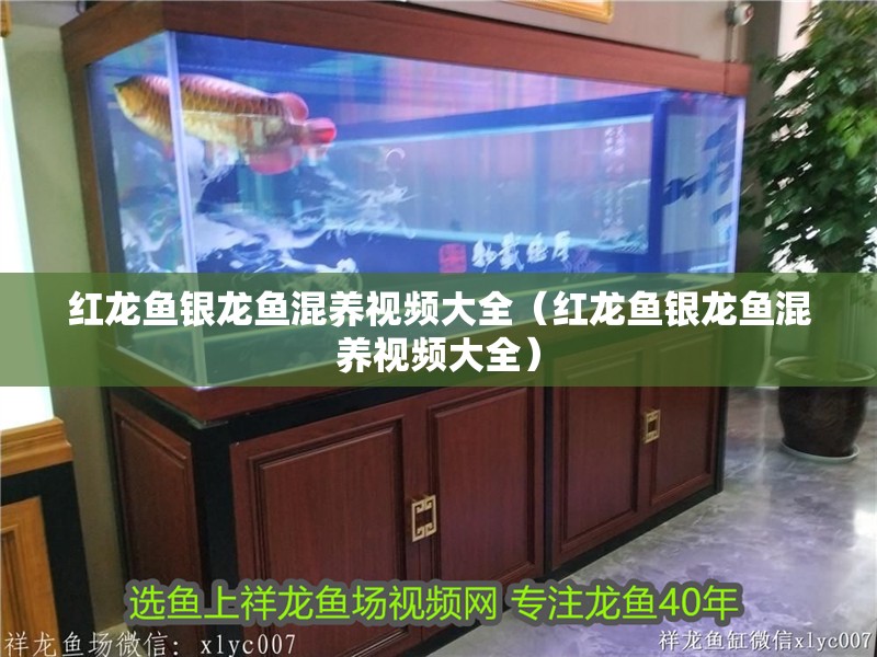 紅龍魚銀龍魚混養視頻大全（紅龍魚銀龍魚混養視頻大全）