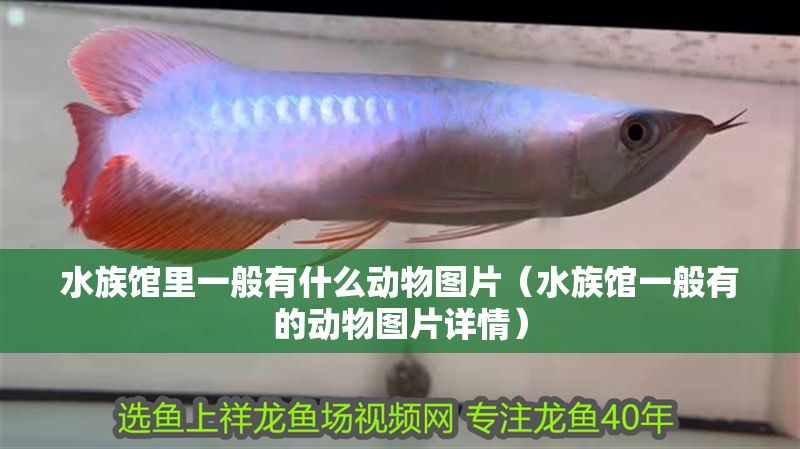 水族館里一般有什么動物圖片（水族館一般有的動物圖片詳情）