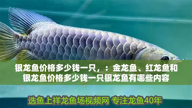 銀龍魚價(jià)格多少錢一只，：金龍魚、紅龍魚和銀龍魚價(jià)格多少錢一只銀龍魚有哪些內(nèi)容