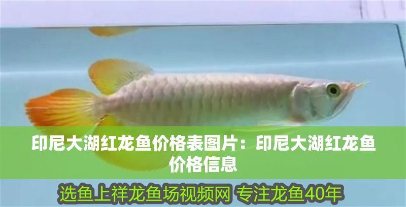 印尼大湖紅龍魚價格表圖片：印尼大湖紅龍魚價格信息