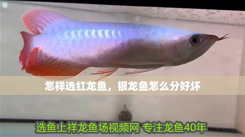 怎樣選紅龍魚，銀龍魚怎么分好壞