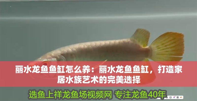 麗水龍魚魚缸怎么養(yǎng)：麗水龍魚魚缸，打造家居水族藝術(shù)的完美選擇