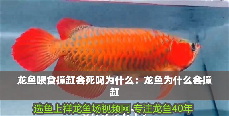 龍魚喂食撞缸會死嗎為什么：龍魚為什么會撞缸