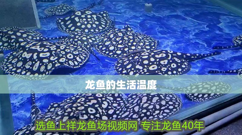 龍魚的生活溫度