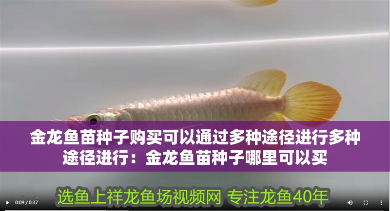 金龍魚苗種子購買可以通過多種途徑進行多種途徑進行：金龍魚苗種子哪里可以買