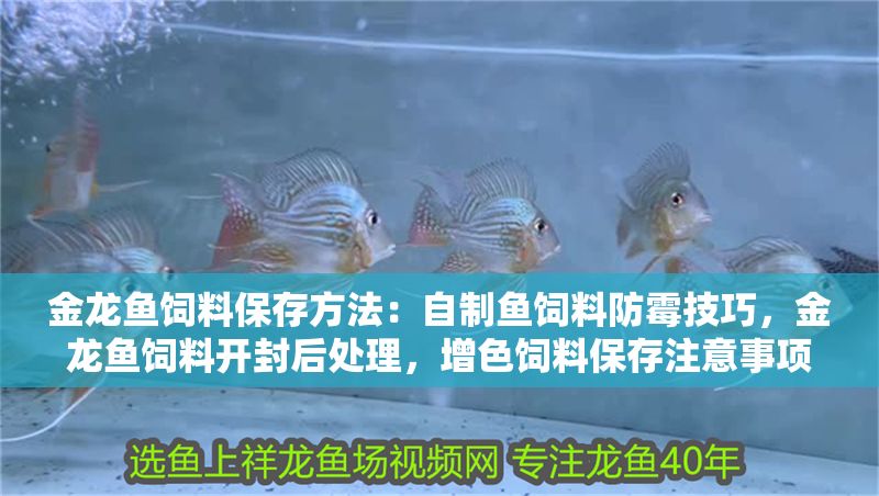 金龍魚飼料保存方法：自制魚飼料防霉技巧，金龍魚飼料開封后處理，增色飼料保存注意事項 金龍魚飼料保存方法：自制魚飼料防霉技巧，金龍魚飼料開封后處理，增色飼料保存注意事項 金龍魚百科 第6張