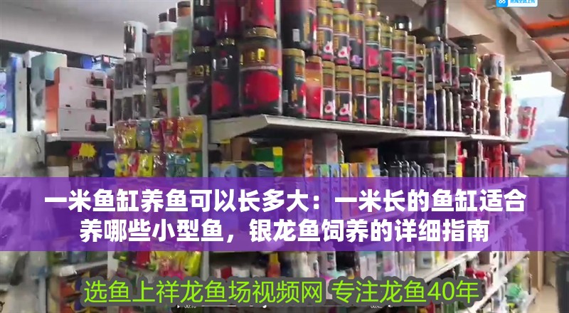 一米魚缸養魚可以長多大：一米長的魚缸適合養哪些小型魚，銀龍魚飼養的詳細指南 一米魚缸養魚可以長多大：一米長的魚缸適合養哪些小型魚，銀龍魚飼養的詳細指南 魚缸百科