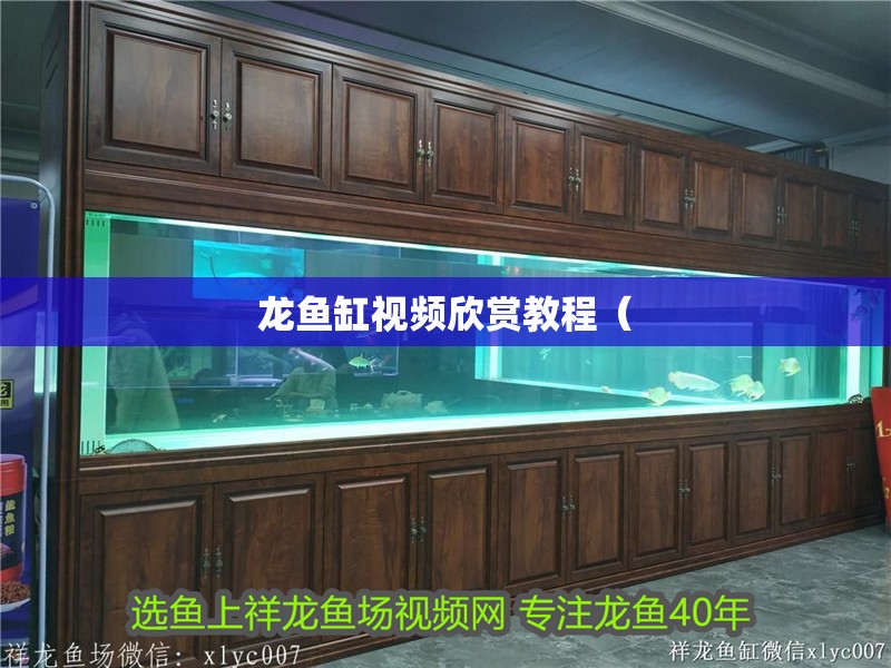 我的虎魚真菌感染了要怎么處理 龍魚缸視頻欣賞教程( 魚缸百科 龍魚缸視頻欣賞教程( 龍魚缸視頻欣賞教程( 魚缸百科