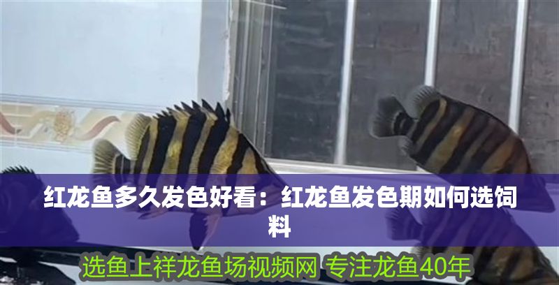紅龍魚(yú)多久發(fā)色好看：紅龍魚(yú)發(fā)色期如何選飼料