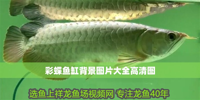 彩蝶魚缸背景圖片大全高清圖