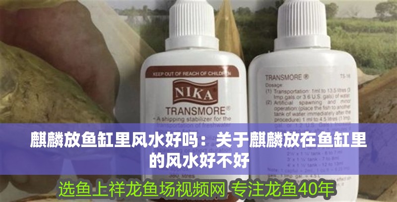 麒麟放魚(yú)缸里風(fēng)水好嗎：關(guān)于麒麟放在魚(yú)缸里的風(fēng)水好不好