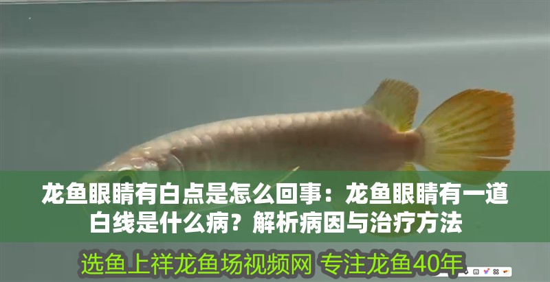 龍魚眼睛有白點是怎么回事：龍魚眼睛有一道白線是什么病？解析病因與治療方法
