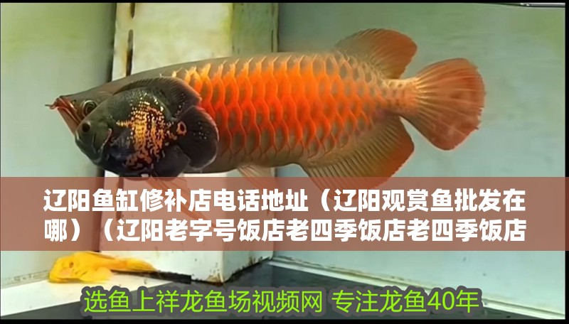 遼陽魚缸修補店電話地址（遼陽觀賞魚批發(fā)在哪）（遼陽老字號飯店老四季飯店老四季飯店老四季飯店老四季飯店）