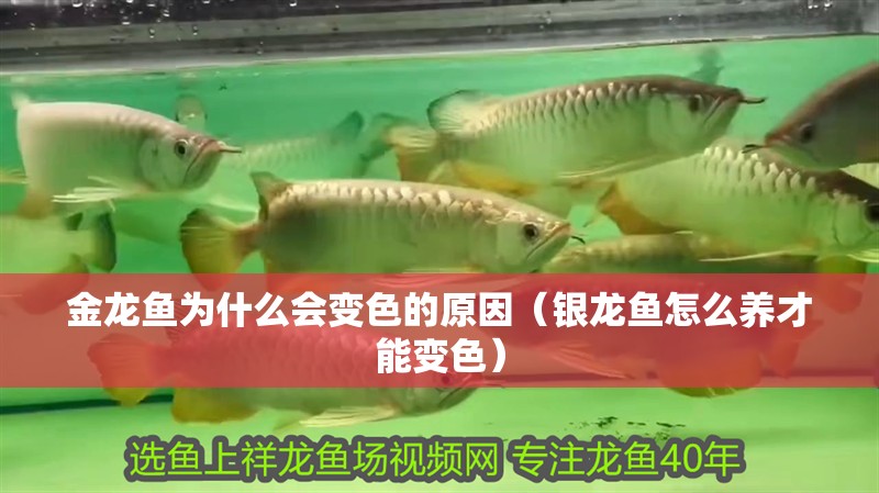 金龍魚為什么會變色的原因（銀龍魚怎么養才能變色）