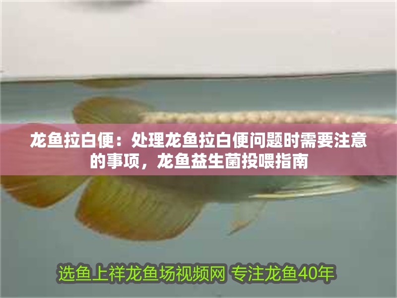 龍魚拉白便：處理龍魚拉白便問題時需要注意的事項，龍魚益生菌投喂指南