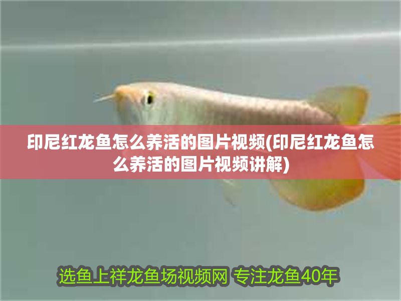 印尼紅龍魚怎么養活的圖片視頻(印尼紅龍魚怎么養活的圖片視頻講解)