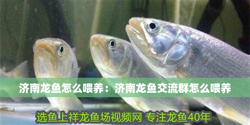 濟(jì)南龍魚怎么喂養(yǎng)：濟(jì)南龍魚交流群怎么喂養(yǎng)