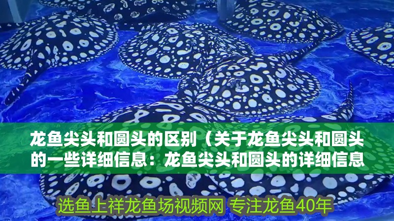 魚缸過濾器選購指南:自制魚缸過濾器魚缸上置過濾器對于養(yǎng)魚愛好者的必備知識 龍魚尖頭和圓頭的區(qū)別(關(guān)于龍魚尖頭和圓頭的一些詳細信息:龍魚尖頭和圓頭的詳細信息) 龍魚百科 龍魚尖頭和圓頭的區(qū)別(關(guān)于龍魚尖頭和圓頭的一些詳細信息:龍魚尖頭和圓頭的詳細信息) 龍魚尖頭和圓頭的區(qū)別(關(guān)于龍魚尖頭和圓頭的一些詳細信息:龍魚尖頭和圓頭的詳細信息) 龍魚百科