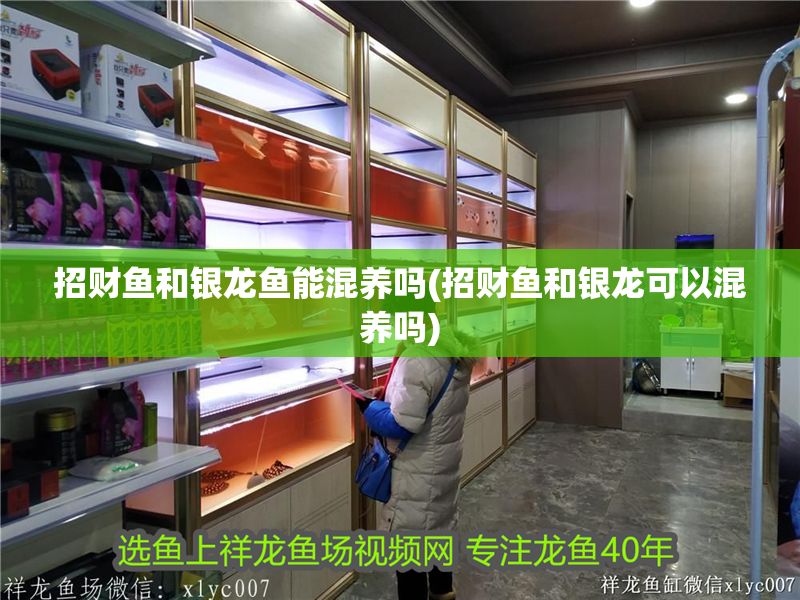 招財魚和銀龍魚能混養(yǎng)嗎(招財魚和銀龍可以混養(yǎng)嗎)