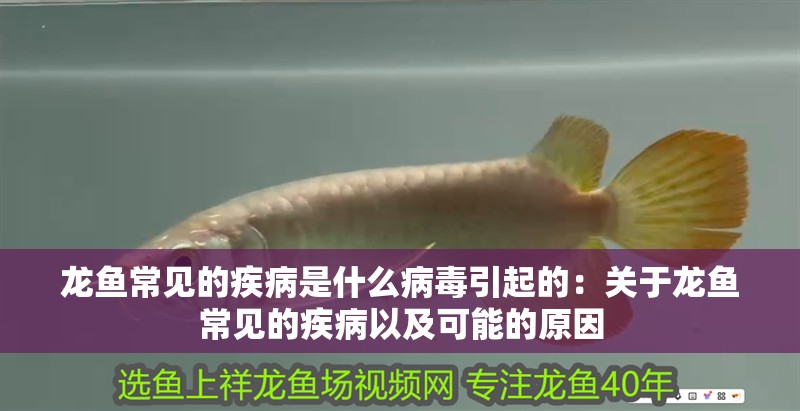 龍魚常見的疾病是什么病毒引起的：關(guān)于龍魚常見的疾病以及可能的原因