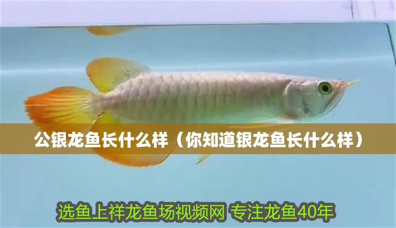 公銀龍魚長什么樣（你知道銀龍魚長什么樣）