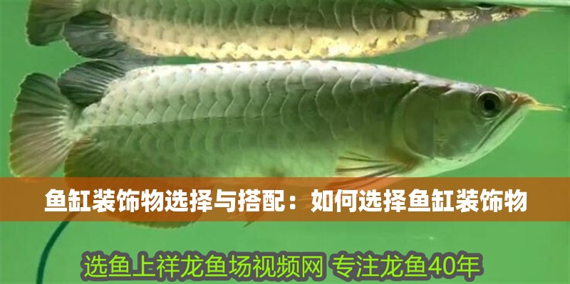 魚缸裝飾物選擇與搭配：如何選擇魚缸裝飾物