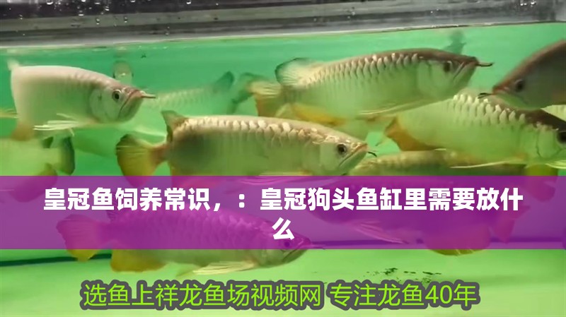 魚缸過濾器選購指南:自制魚缸過濾器魚缸上置過濾器對于養魚愛好者的必備知識 皇冠魚飼養常識,:皇冠狗頭魚缸里需要放什么 魚缸百科 皇冠魚飼養常識,:皇冠狗頭魚缸里需要放什么 皇冠魚飼養常識,:皇冠狗頭魚缸里需要放什么 魚缸百科