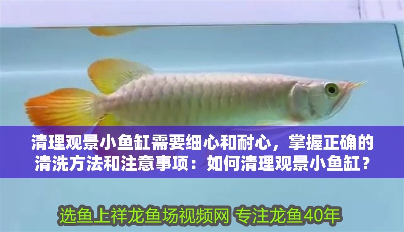 清理觀景小魚缸需要細心和耐心，掌握正確的清洗方法和注意事項：如何清理觀景小魚缸？