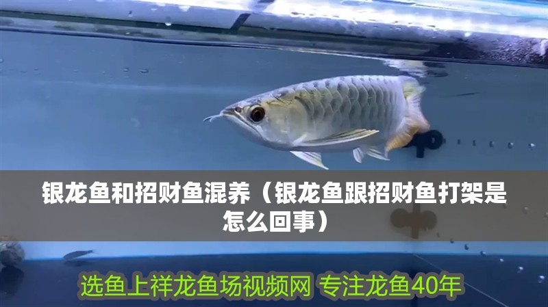 銀龍魚(yú)和招財(cái)魚(yú)混養(yǎng)（銀龍魚(yú)跟招財(cái)魚(yú)打架是怎么回事）