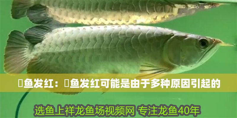 魟魚發(fā)紅：魟魚發(fā)紅可能是由于多種原因引起的