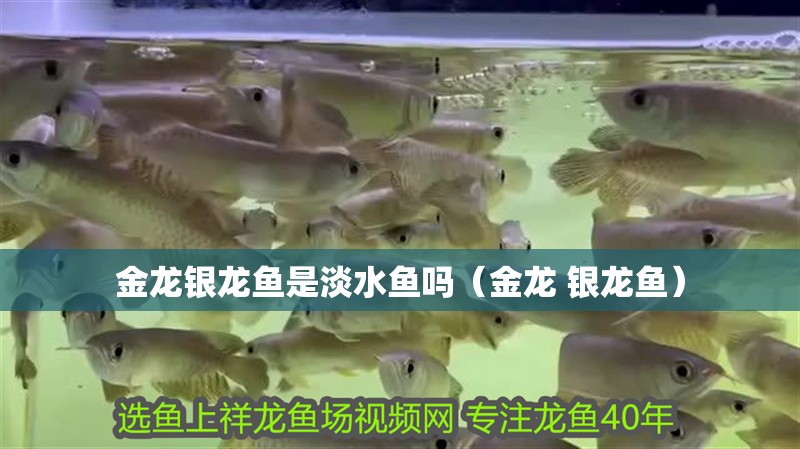 金龍銀龍魚是淡水魚嗎（金龍 銀龍魚）